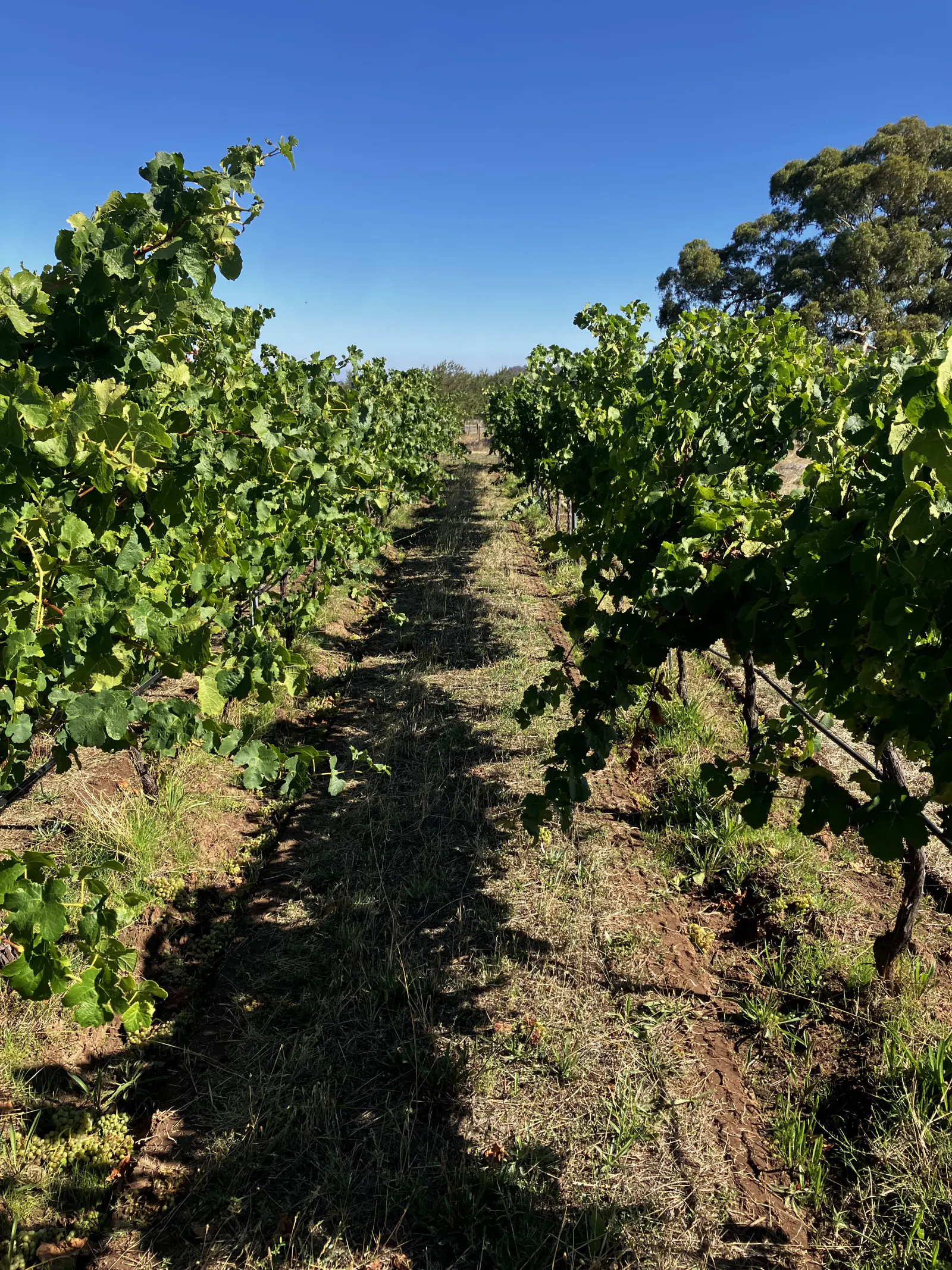 Vine rows in Harcourt North